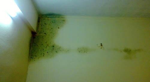 Tìm hiểu nguyên nhân và cách khắc phục về nấm mốc tường nhà